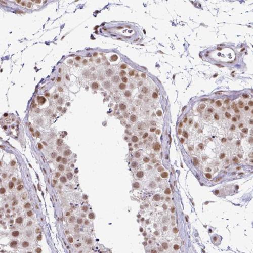 Immunohistochemical staining of human te