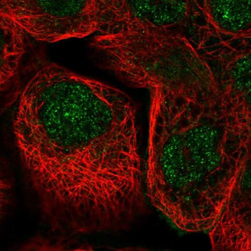 Immunofluorescent staining of human cell