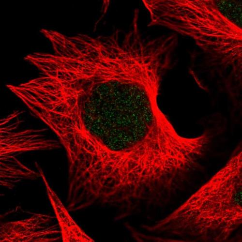 Immunofluorescent staining of human cell