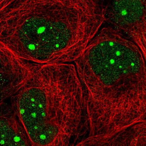 Immunofluorescent staining of human cell