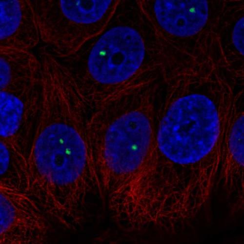 Immunofluorescent staining of human cell
