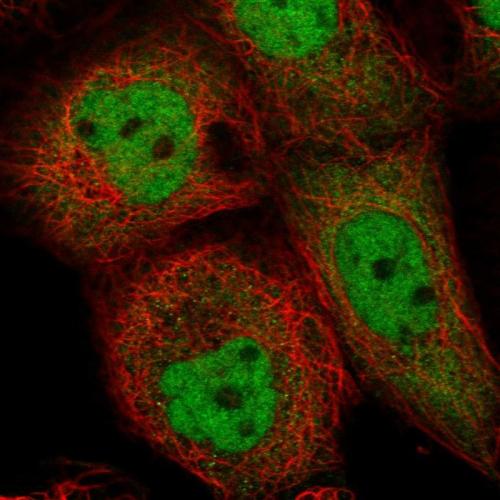Immunofluorescent staining of human cell