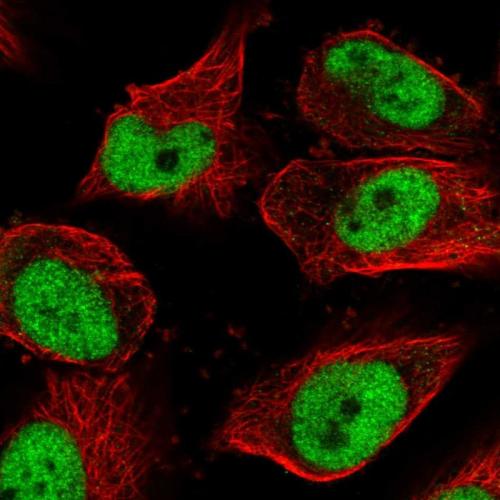 Immunofluorescent staining of human cell