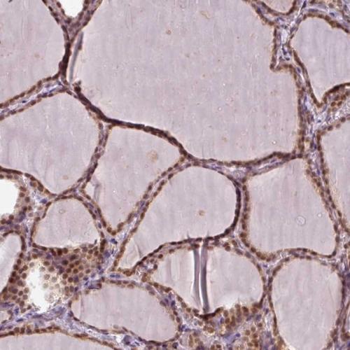 Immunohistochemical staining of human th