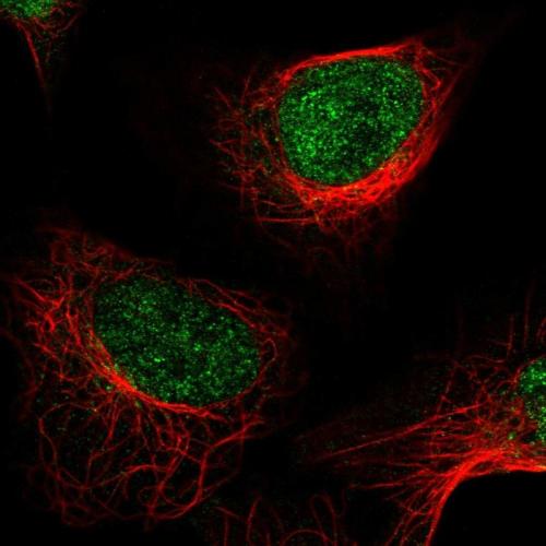 Immunofluorescent staining of human cell