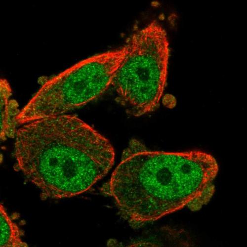 Immunofluorescent staining of human cell