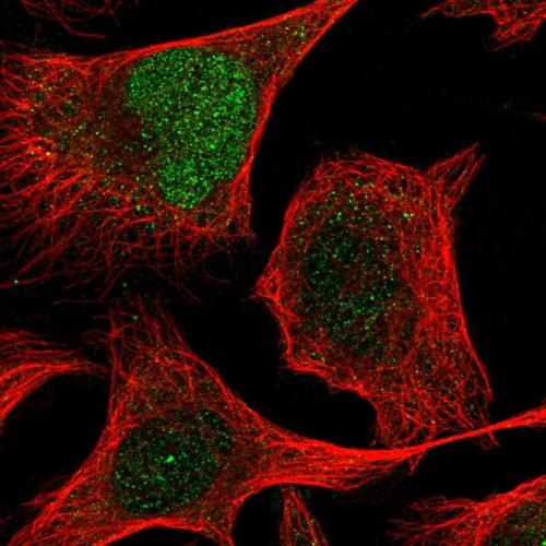 Immunofluorescent staining of human cell