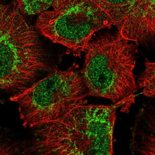 Immunofluorescent staining of human cell