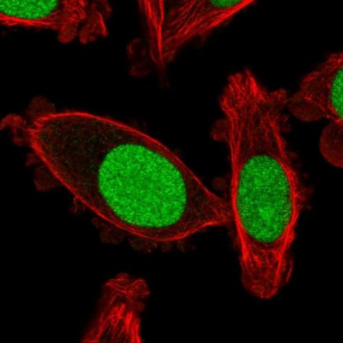 Immunofluorescent staining of human cell