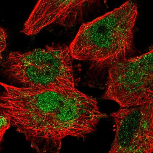 Immunofluorescent staining of human cell
