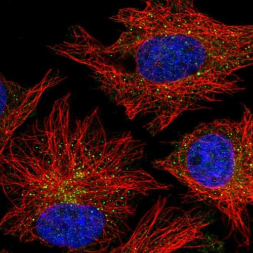 Immunofluorescent staining of human cell