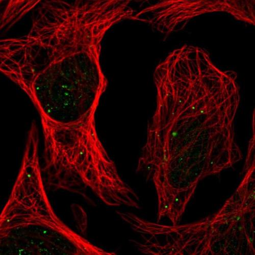 Immunofluorescent staining of human cell