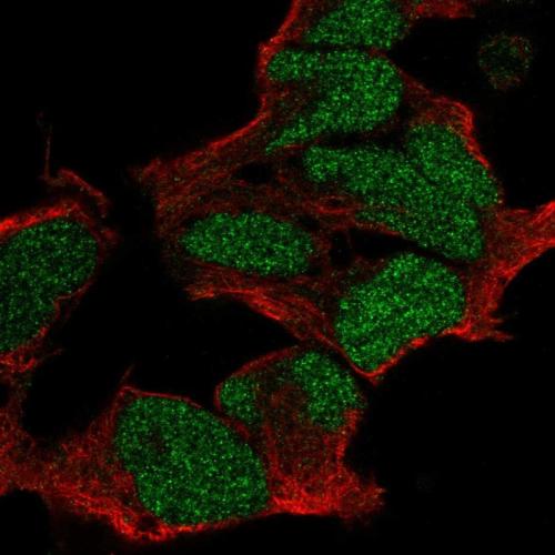 Immunofluorescent staining of human cell