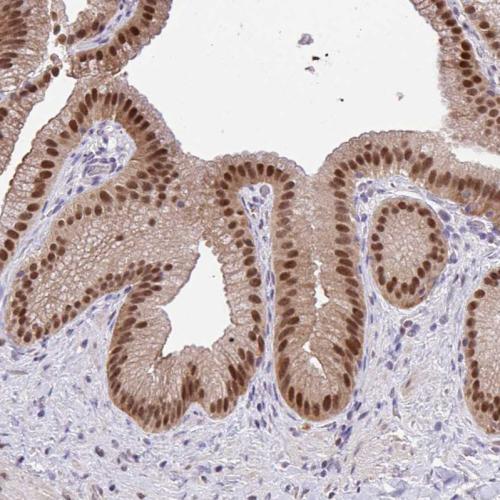 Immunohistochemical staining of human ga