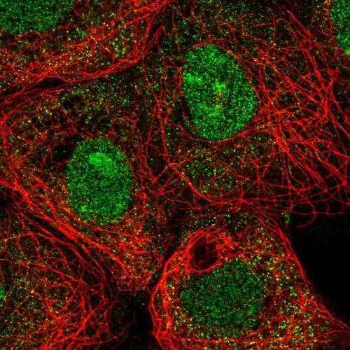 Immunofluorescent staining of human cell