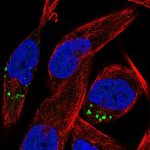 Immunofluorescent staining of human cell