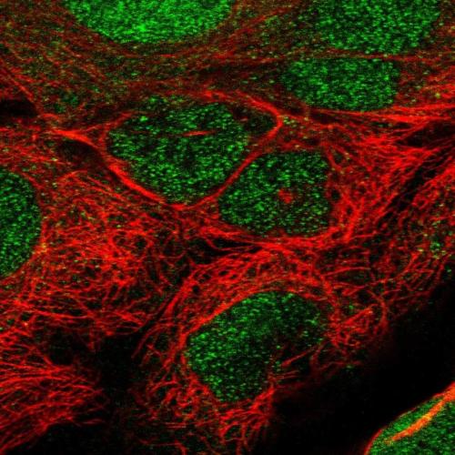 Immunofluorescent staining of human cell