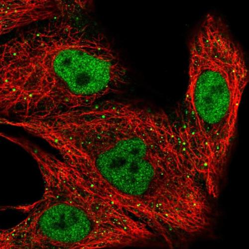 Immunofluorescent staining of human cell