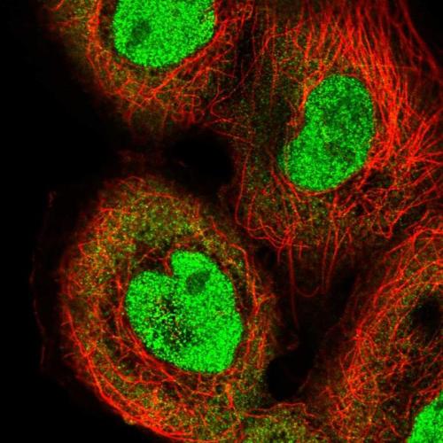 Immunofluorescent staining of human cell