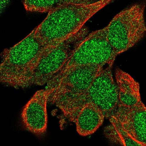 Immunofluorescent staining of human cell
