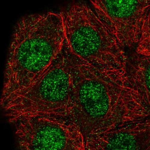 Immunofluorescent staining of human cell
