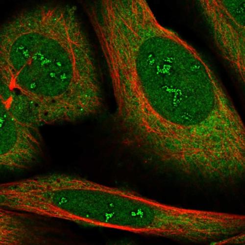 Immunofluorescent staining of human cell