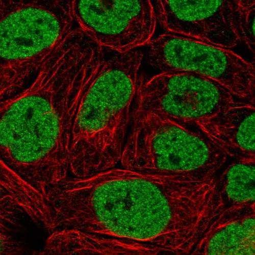 Immunofluorescent staining of human cell