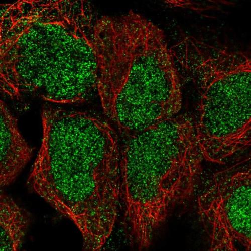 Immunofluorescent staining of human cell