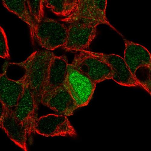 Immunofluorescent staining of human cell