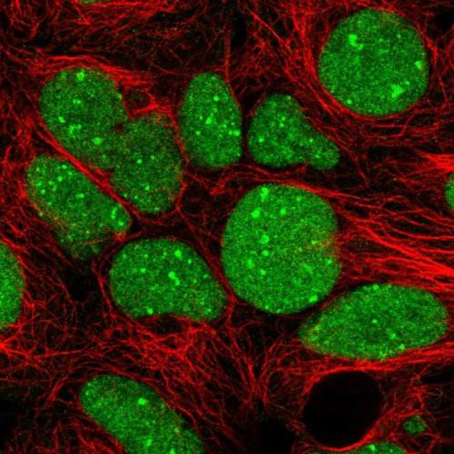 Immunofluorescent staining of human cell