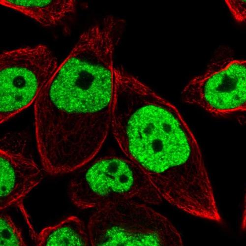 Immunofluorescent staining of human cell