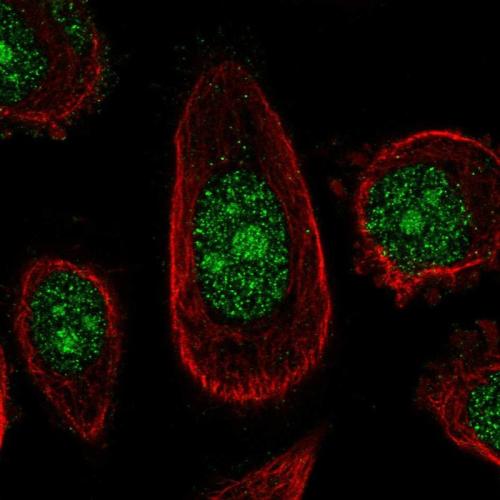 Immunofluorescent staining of human cell