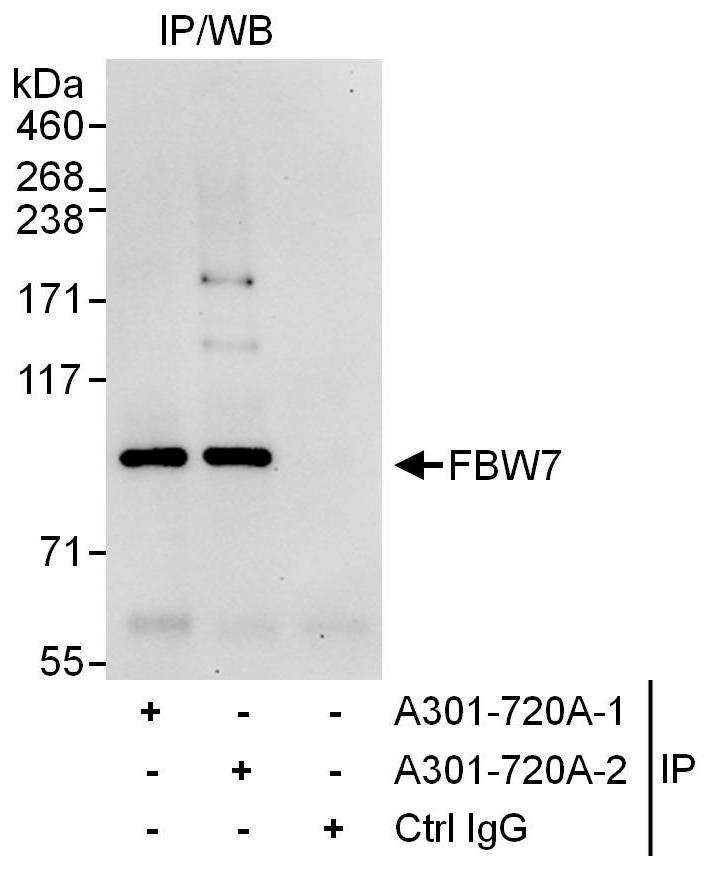 Anti-FBW7 [FBOX 3a9/1] | Monoclonal Antibodies - Ximbio