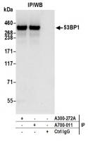 Detection of human 53BP1 by western blot