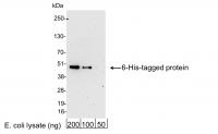 Detection of 6-His-tagged Protein by wes