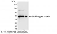 Detection of 6-His-tagged Protein by wes