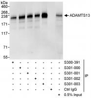Detection of human ADAMTS13 by western b
