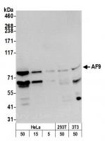 Detection of human and mouse AF9 by west