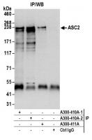 Detection of human ASC2 by western blot