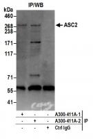 Detection of human ASC2 by western blot