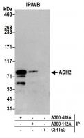 Detection of human ASH2 by western blot