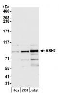 Detection of human ASH2 by western blot.