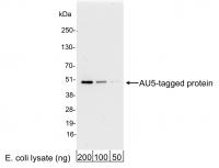 Detection of AU5-tagged Protein by weste