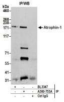 Detection of human Atrophin 1 by western