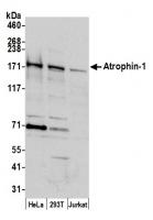 Detection of human Atrophin 1 by western