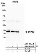 Detection of human BCAS2 by western blot