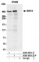 Detection of human BIRC6 by western blot