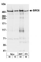 Detection of human and mouse BIRC6 by we