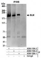 Detection of human BLM by western blot o