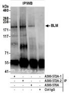 Detection of mouse BLM by western blot o